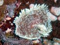 030502_Zabargad - Sabelle - Dsc01458~